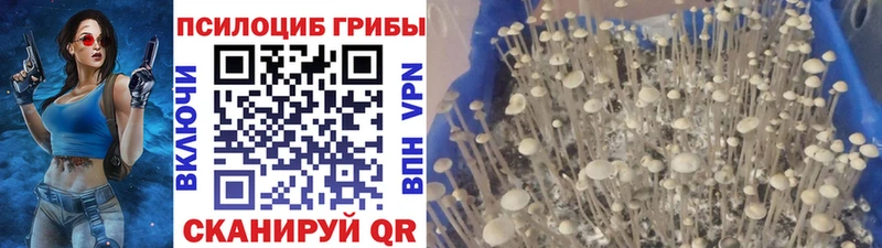 закладка Коломна Псилоцибиновые грибы Magic Shrooms